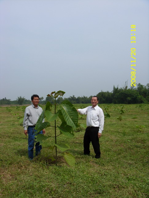 Tagoo Kandaeng Fast growing tree for agoforestry farm