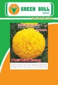 marigold seed 紾ѹͧ hoa cuc van tho vinca petunia begonia cosmos salvia gerbera celosia aster dianthus calendula pancy ornament pepper 